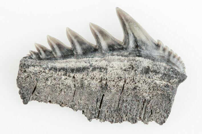Fossil Cow Shark (Notorhynchus) Tooth - Aurora, NC #184532
